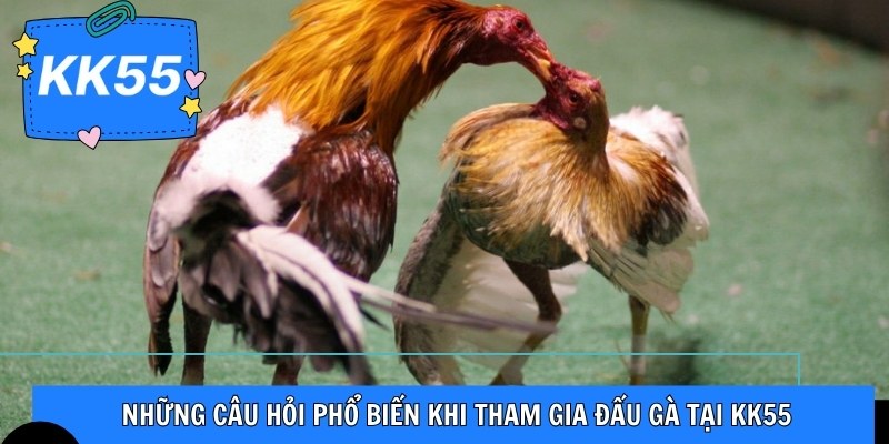 Những câu hỏi phổ biến khi tham gia đấu gà tại KK55